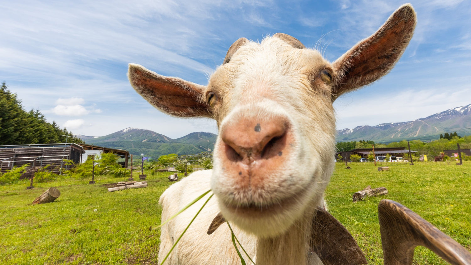 Goats Milk Soap